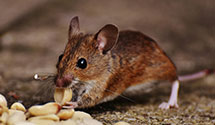 24 Hour & Emergency Exterminators in Craigsville, WV